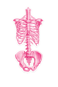 Pink Skeleton Study Sticker
